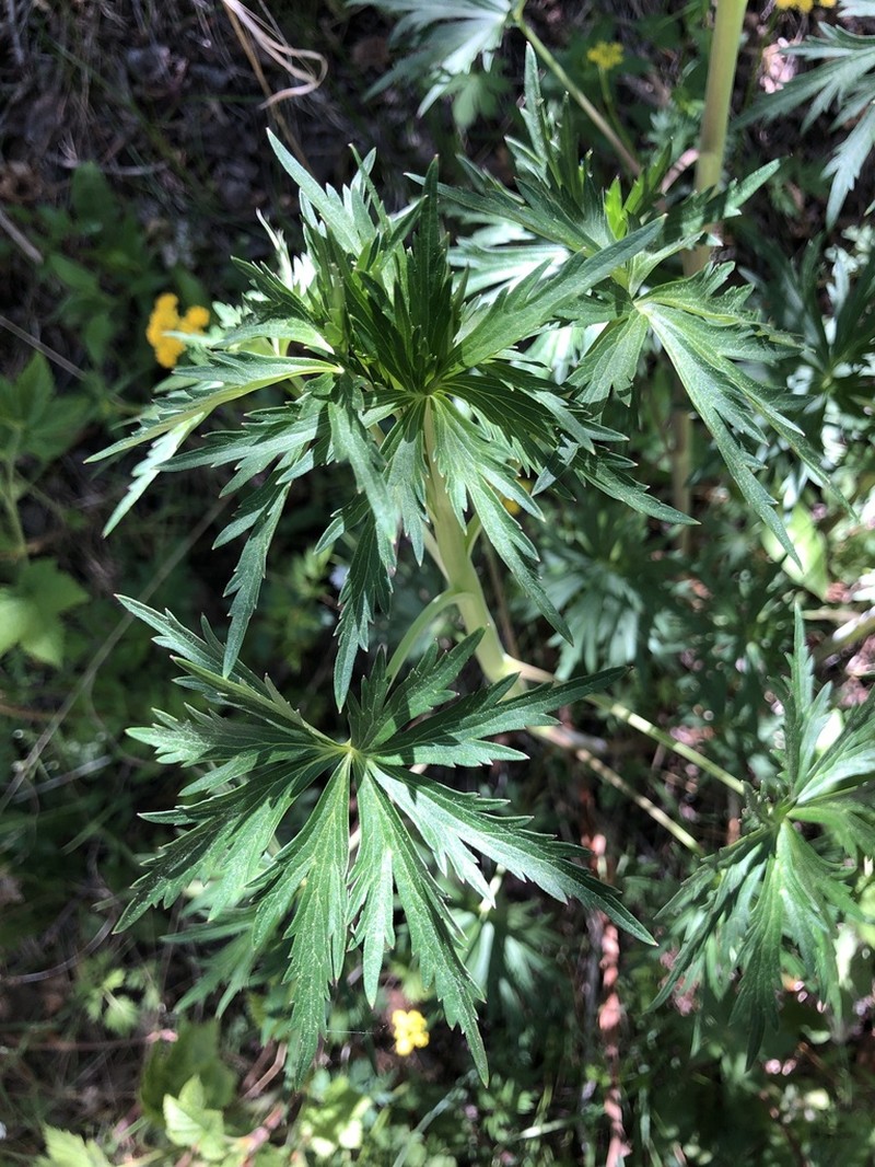 Wahatoya Creek Larkspur photo 2