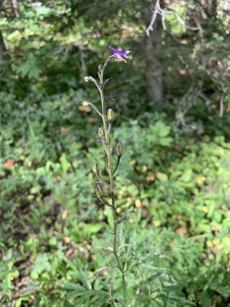 Wahatoya Creek Larkspur photo 3
