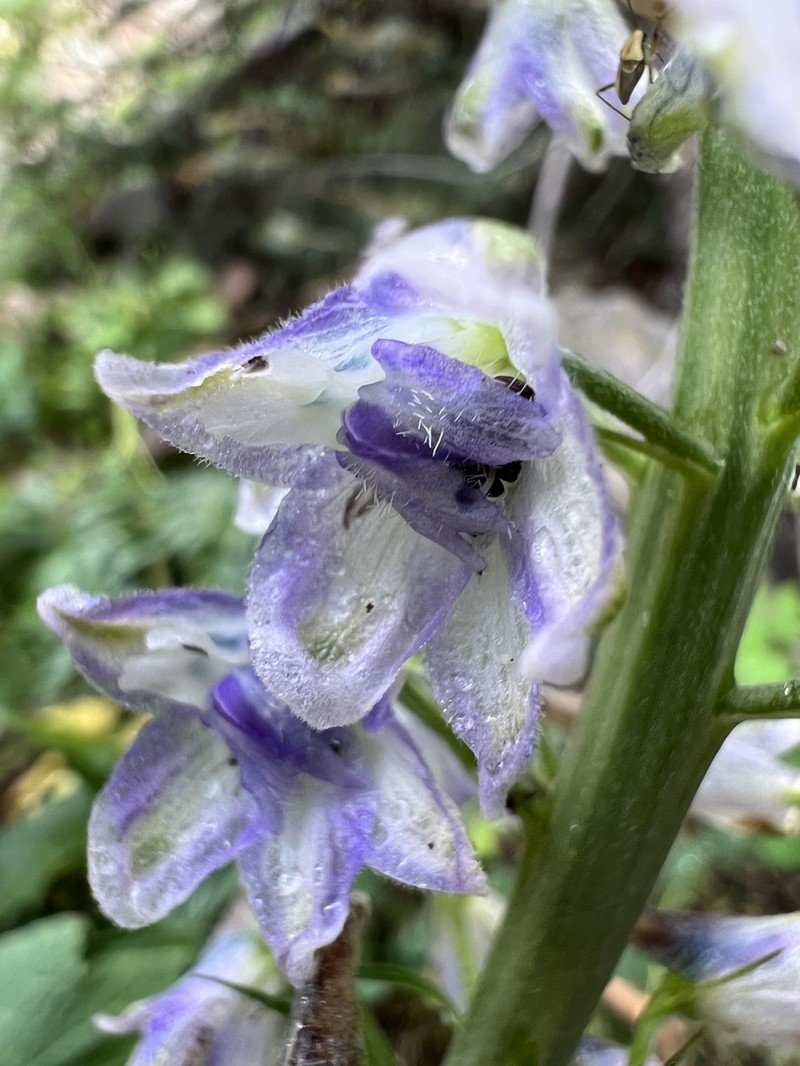 Wahatoya Creek Larkspur photo 4