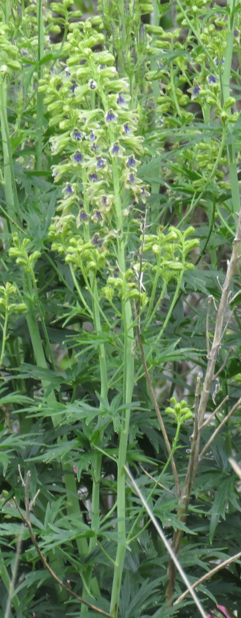 Wahatoya Creek Larkspur photo 5