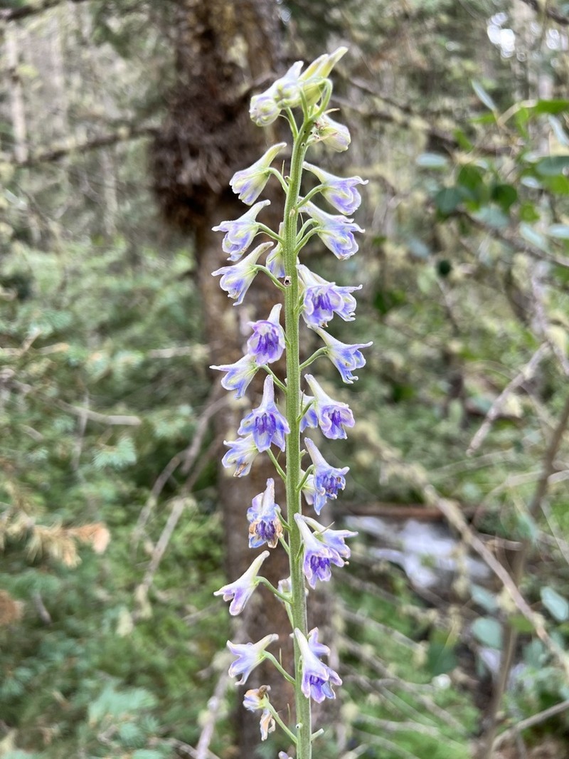 Wahatoya Creek Larkspur photo 6