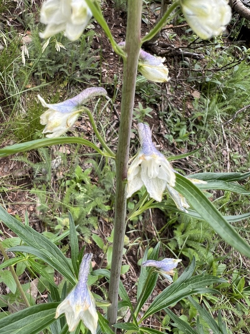 Wahatoya Creek Larkspur photo 7
