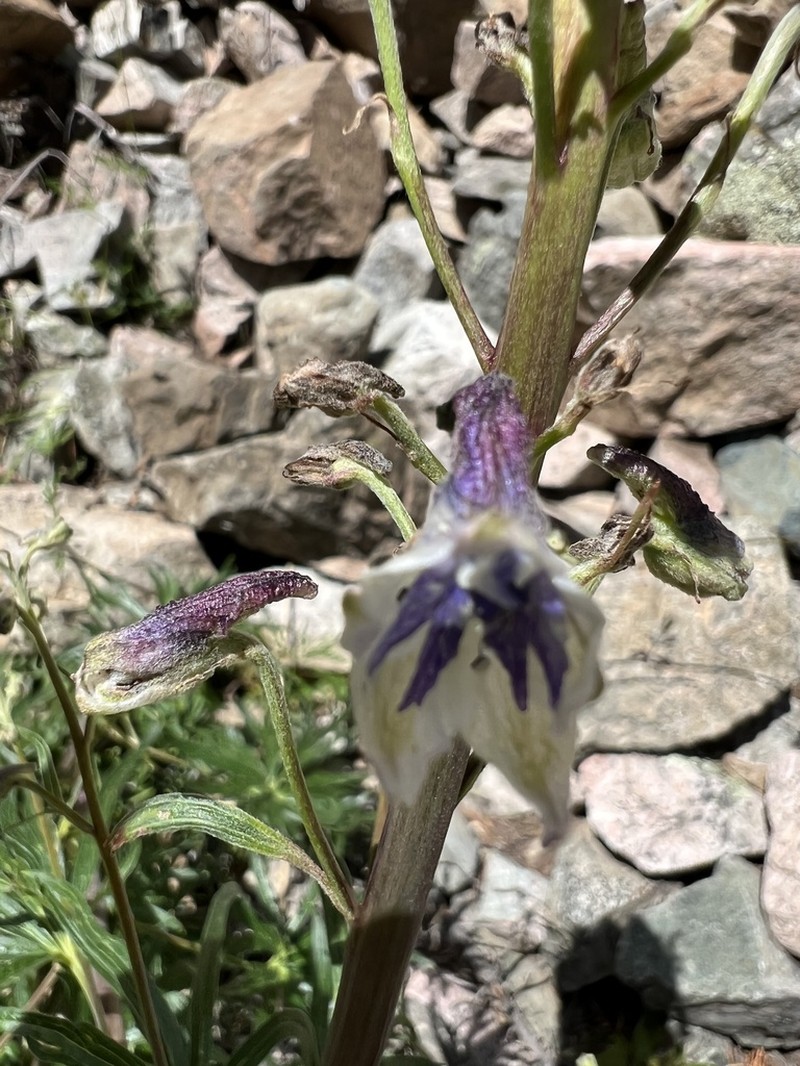 Wahatoya Creek Larkspur photo 8
