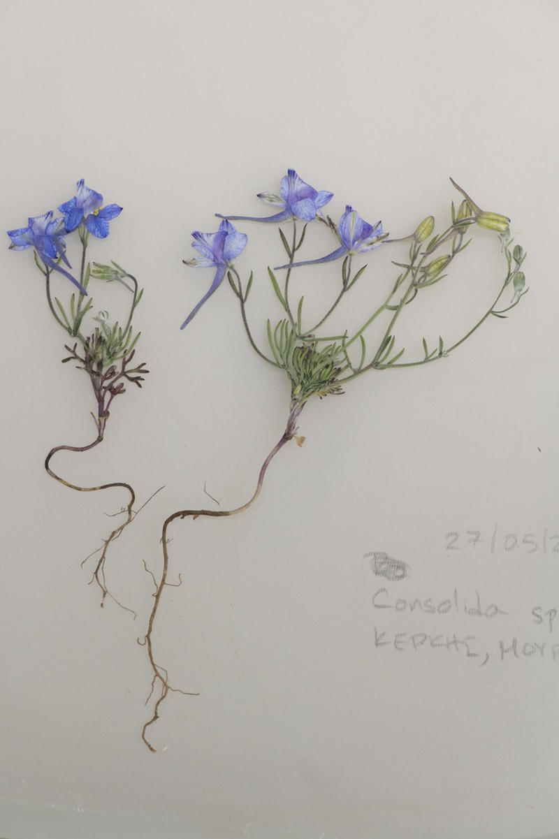 Delphinium samium
