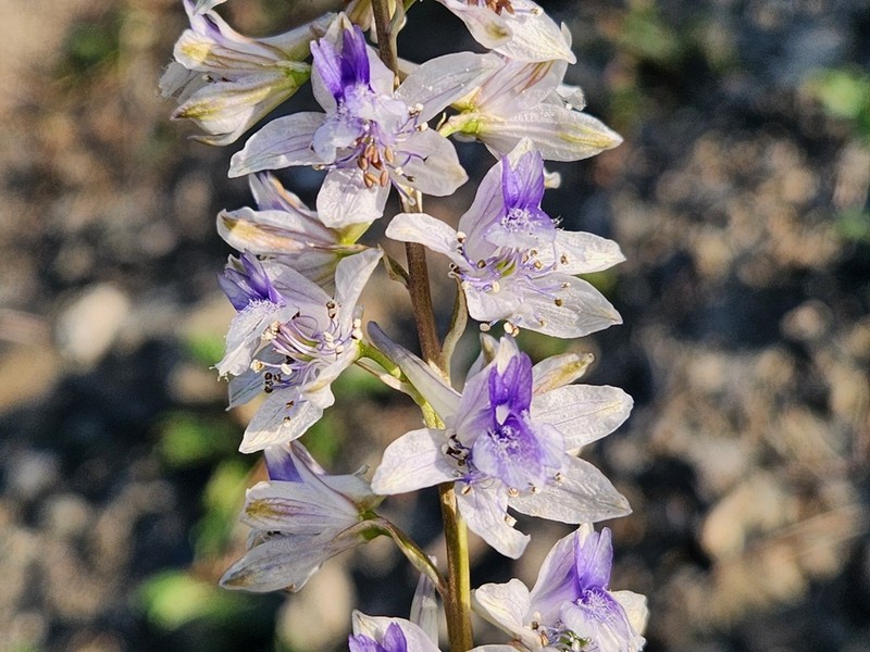 Delphinium samurense photo 2