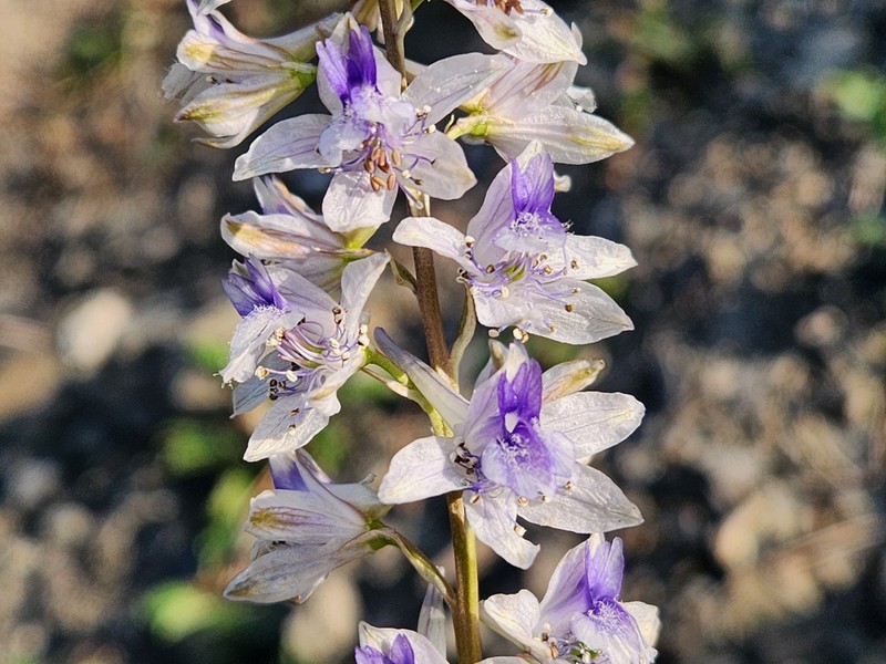 Delphinium samurense photo 3