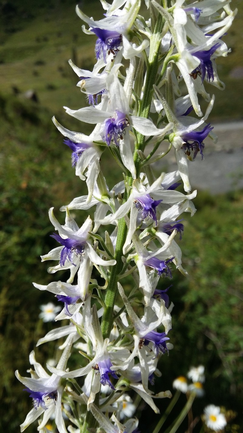 Delphinium samurense photo 4