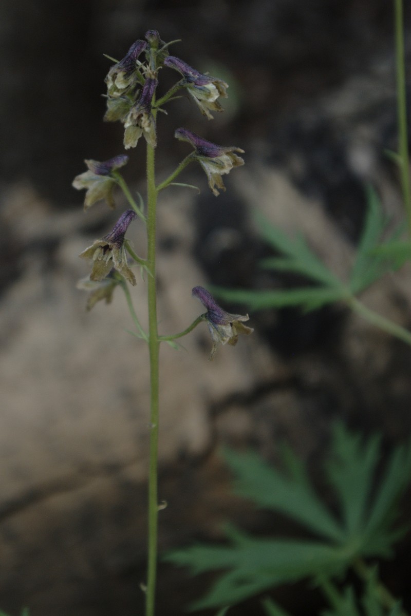Sapello Canyon Larkspur