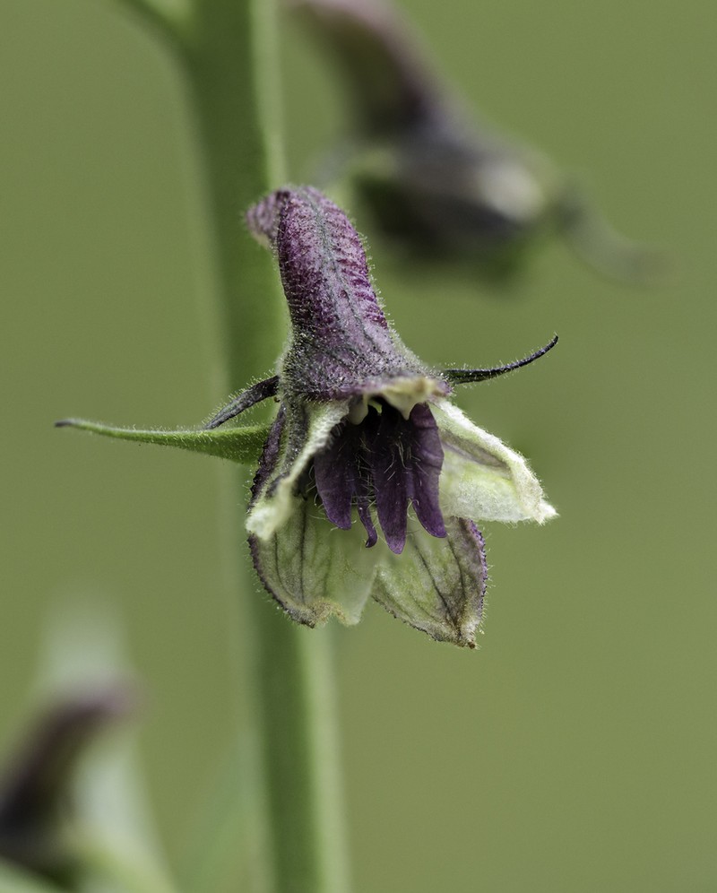 Sapello Canyon Larkspur