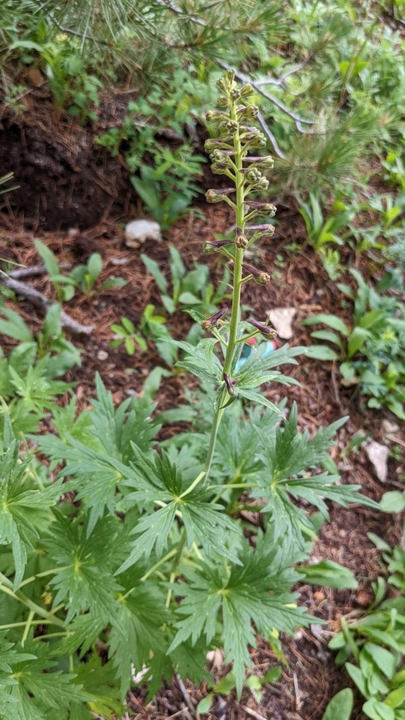 Sapello Canyon Larkspur photo 2