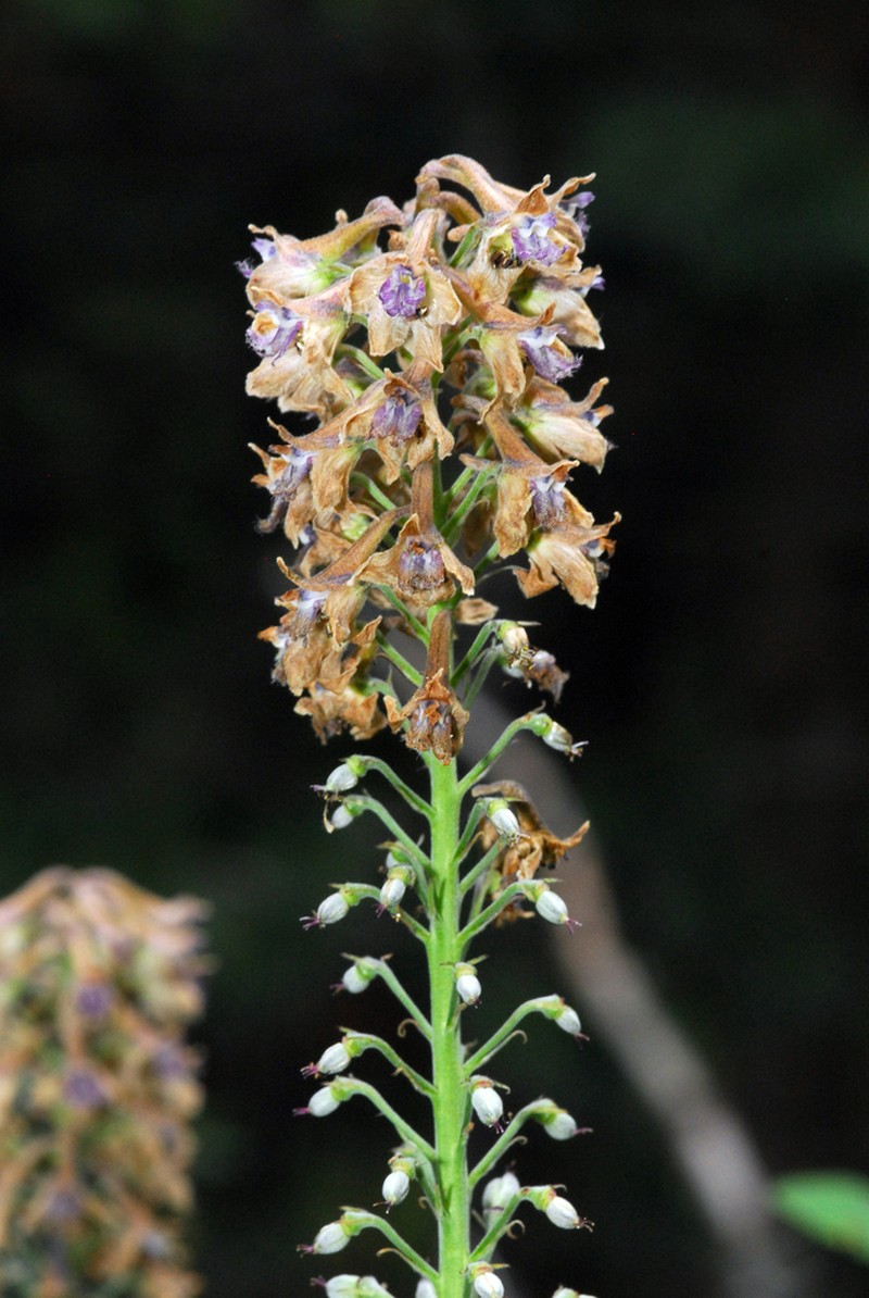 Sapello Canyon Larkspur photo 3