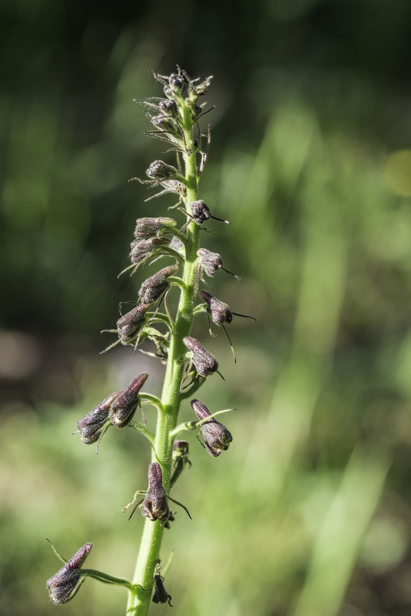Sapello Canyon Larkspur photo 4