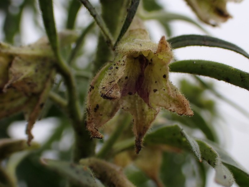 Sapello Canyon Larkspur photo 6