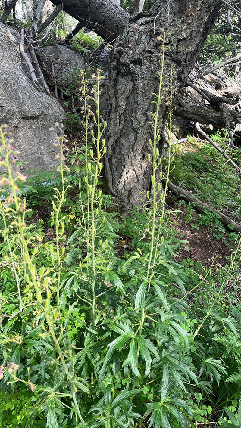 Sapello Canyon Larkspur photo 7