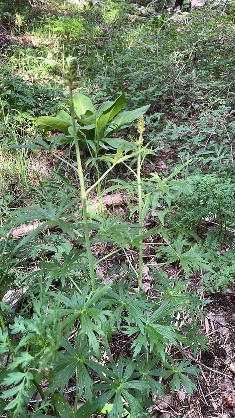 Sapello Canyon Larkspur photo 8