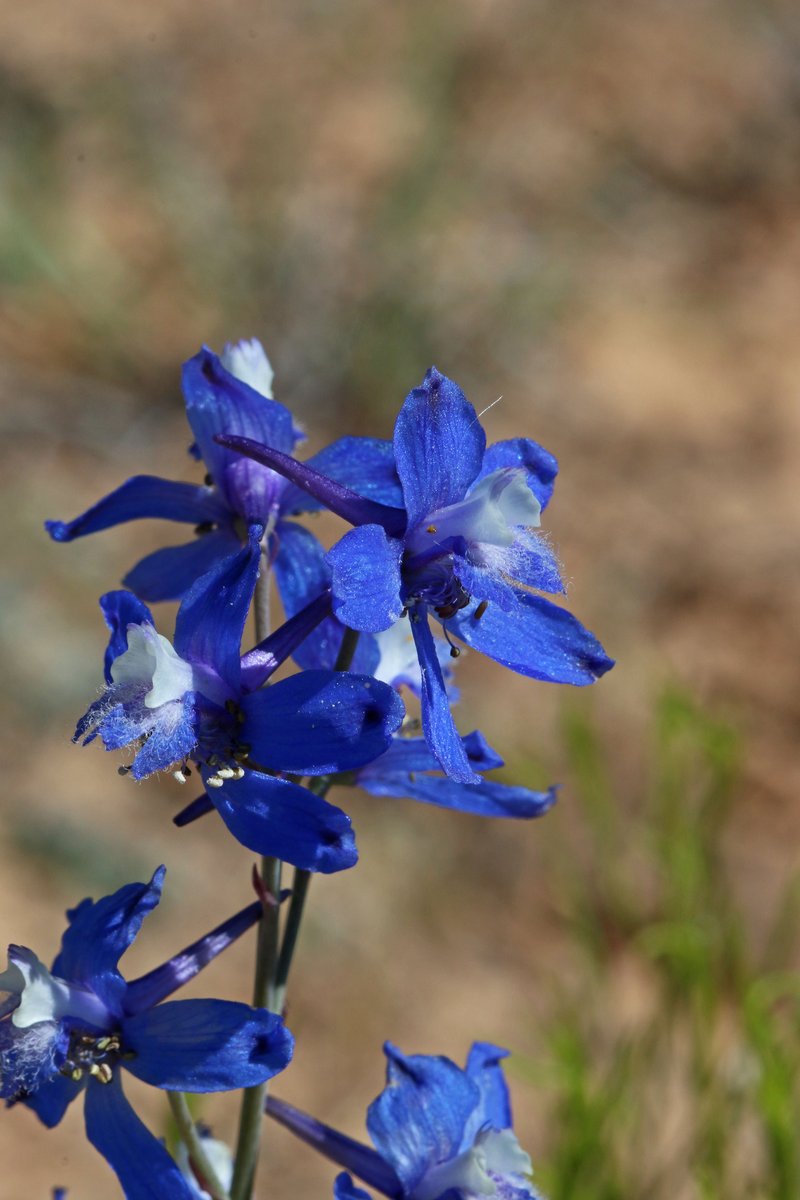 Tall Mountain Larkspur