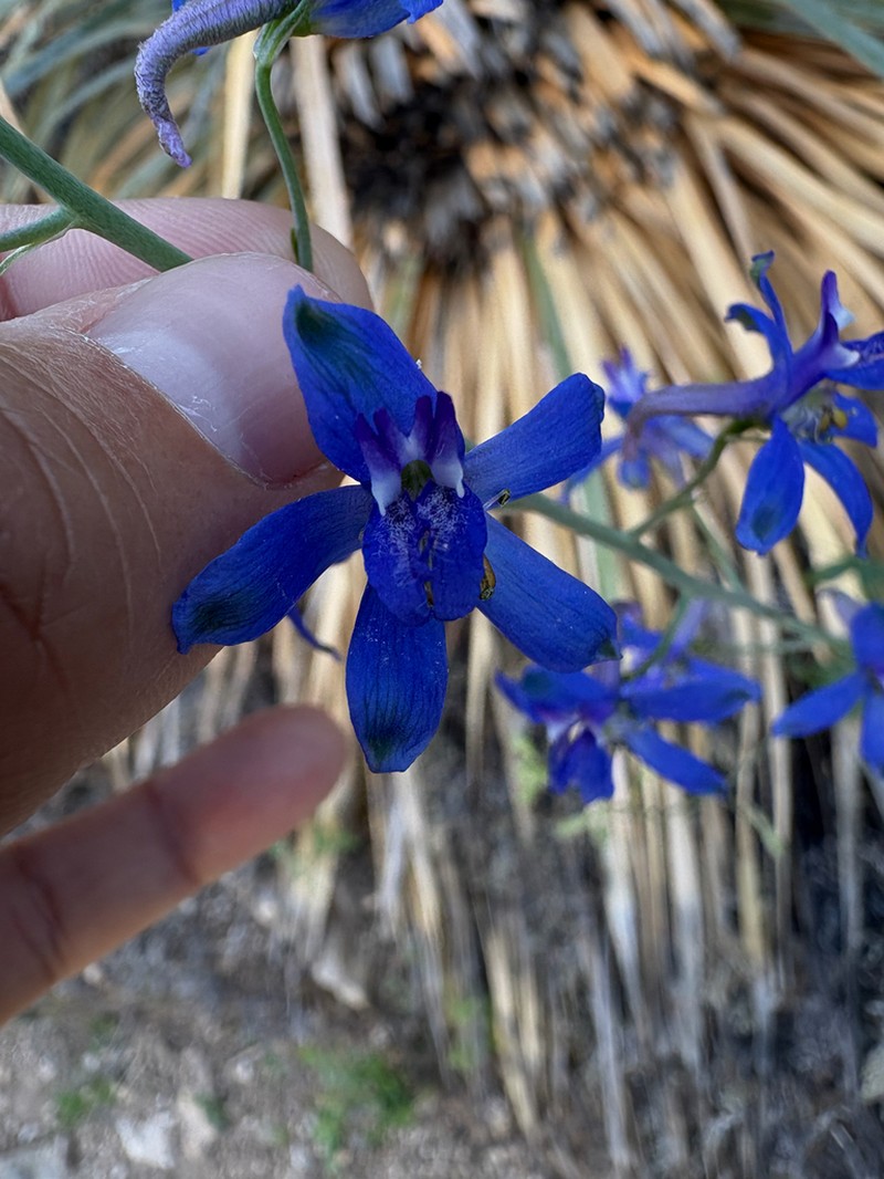 Tall Mountain Larkspur