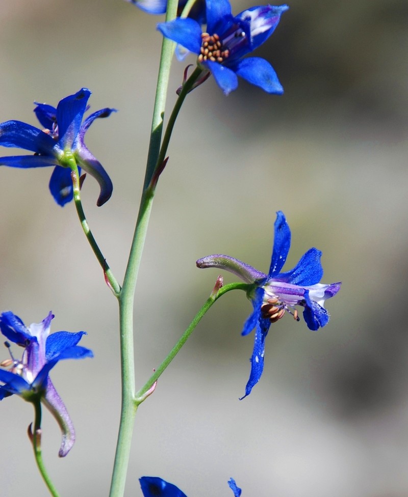 Tall Mountain Larkspur photo 2