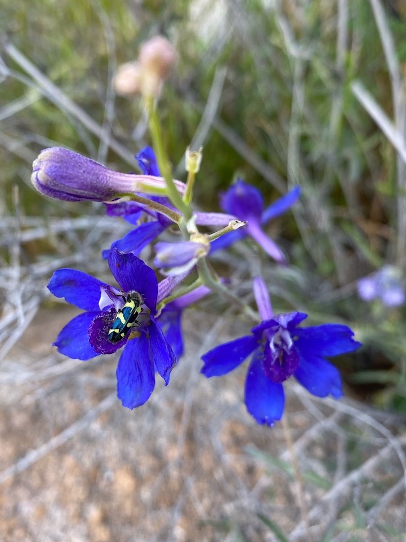 Tall Mountain Larkspur photo 3