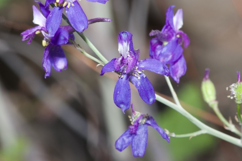 Tall Mountain Larkspur photo 4