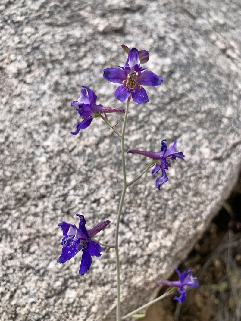 Tall Mountain Larkspur photo 5