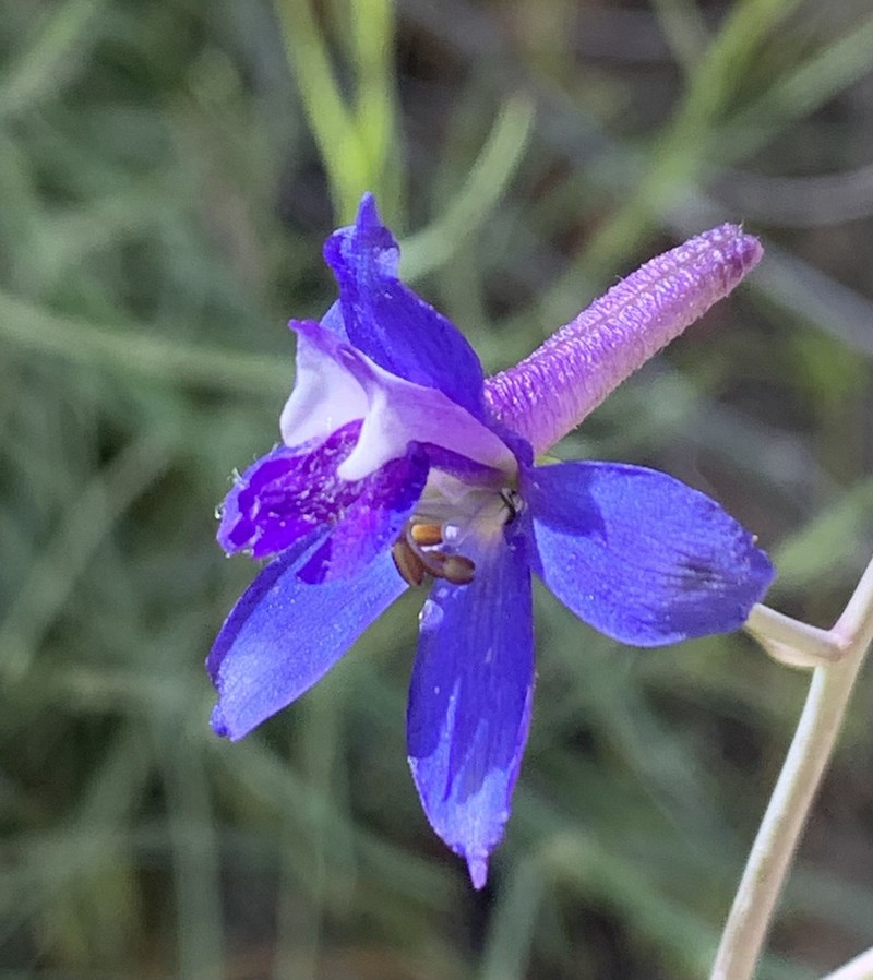 Tall Mountain Larkspur photo 6