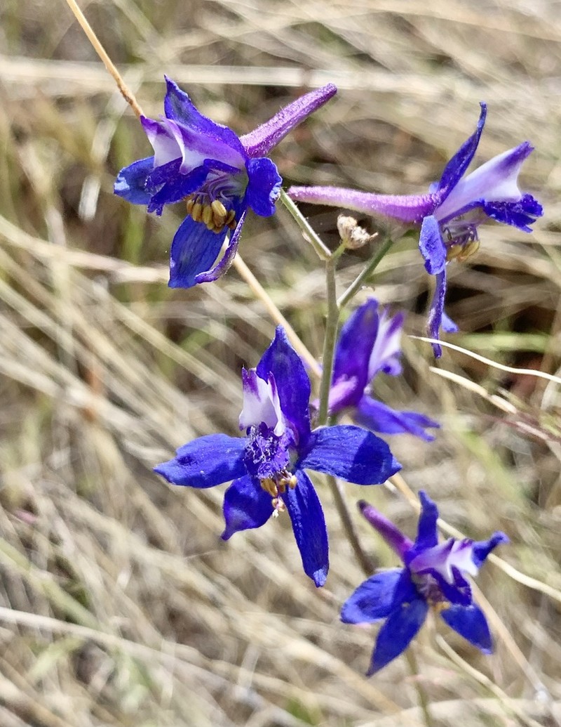 Tall Mountain Larkspur photo 7