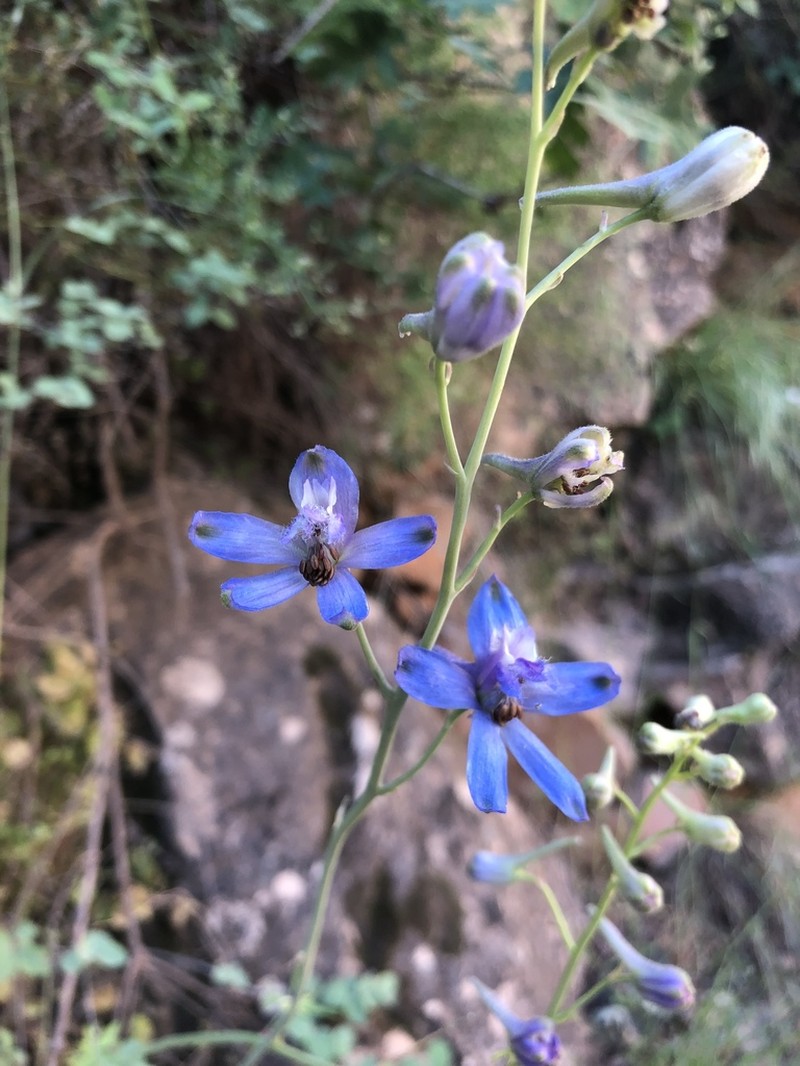 Tall Mountain Larkspur photo 8