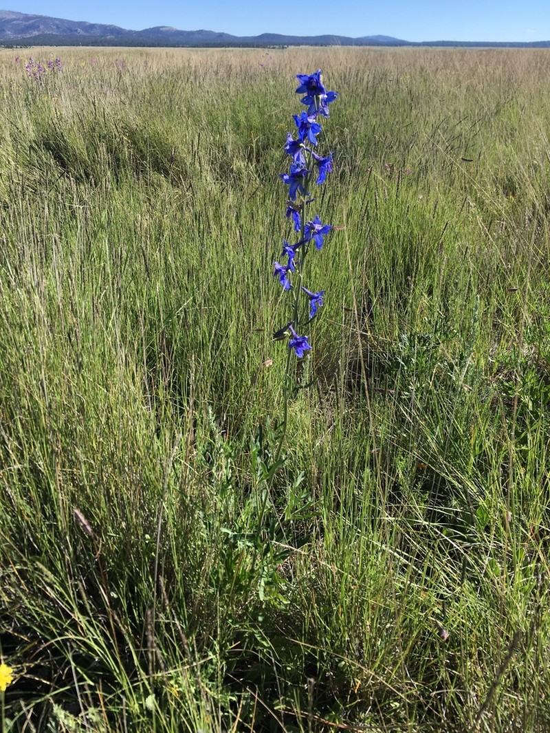 Rocky Mountain Larkspur