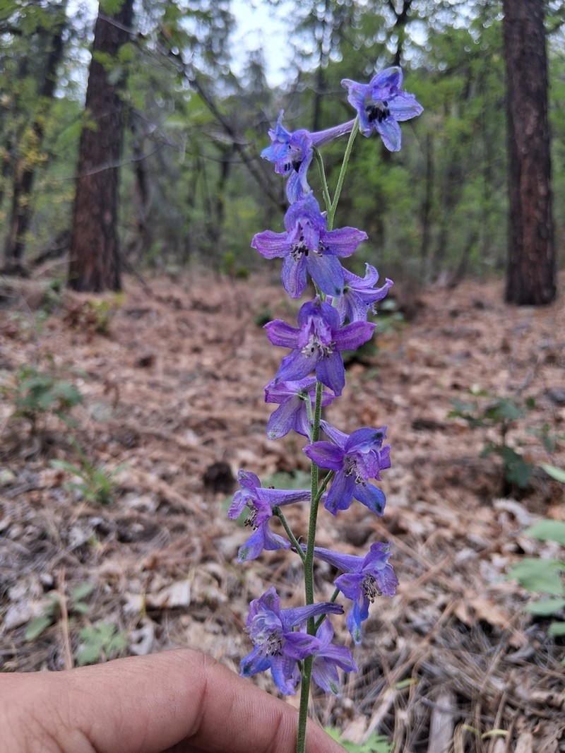 Rocky Mountain Larkspur photo 2