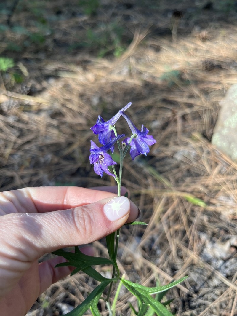 Rocky Mountain Larkspur photo 3