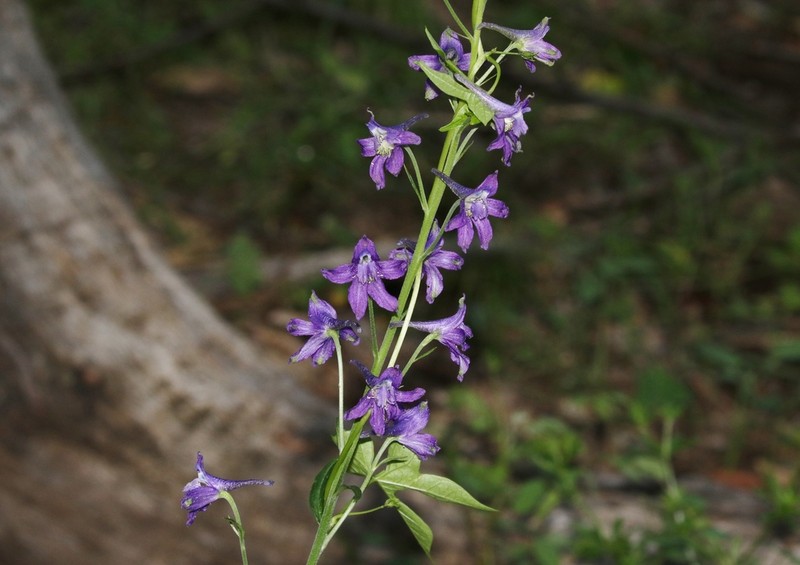 Rocky Mountain Larkspur photo 4