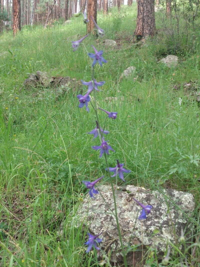 Rocky Mountain Larkspur photo 5