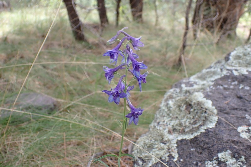 Rocky Mountain Larkspur photo 6