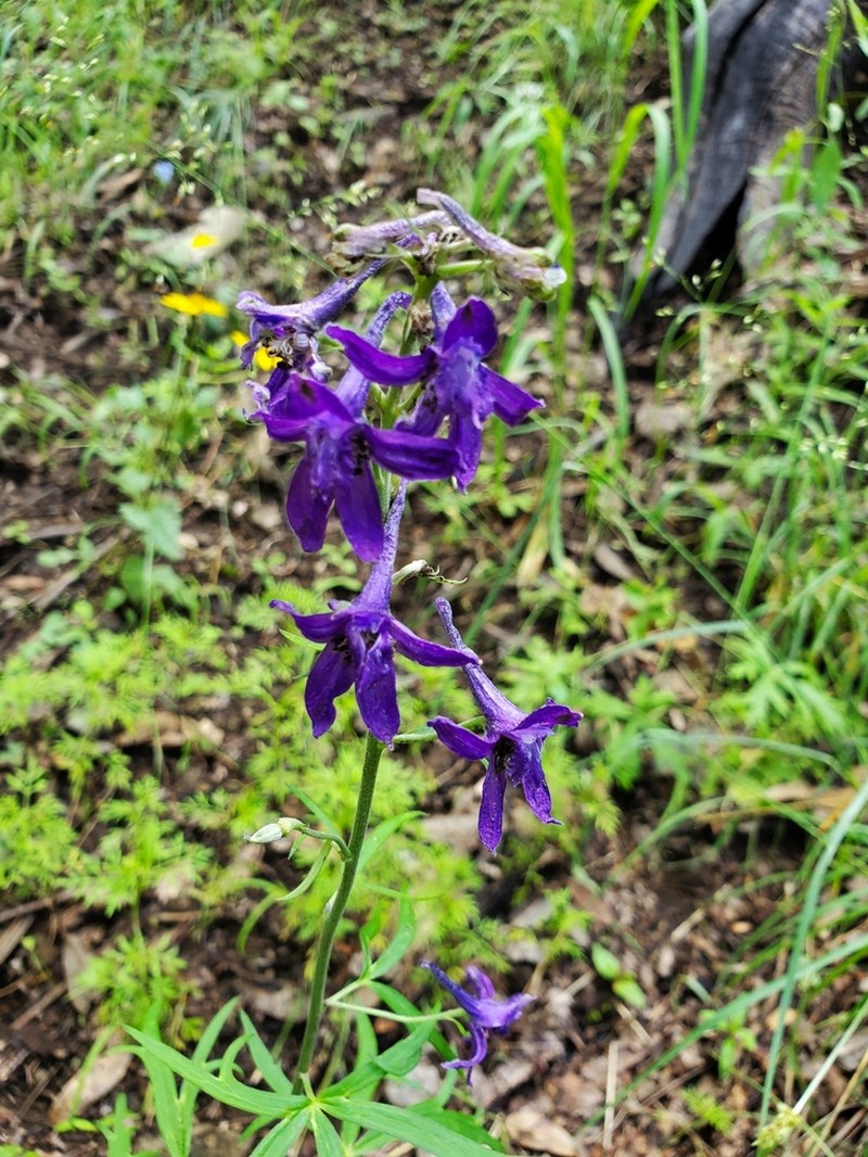 Rocky Mountain Larkspur photo 7