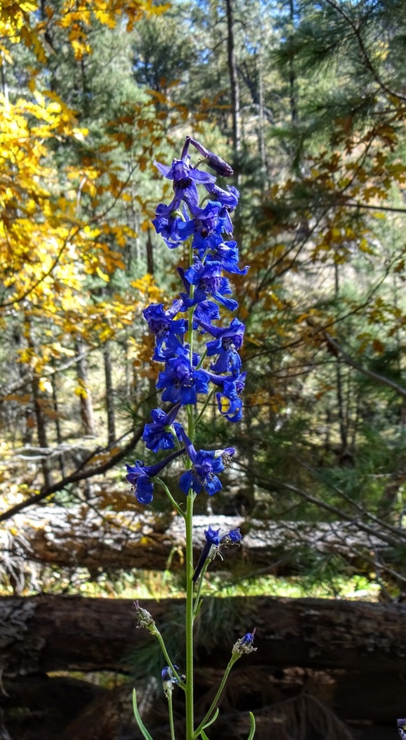 Rocky Mountain Larkspur photo 8
