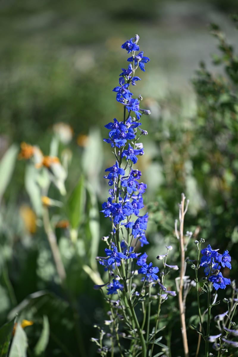 Spiked Larkspur
