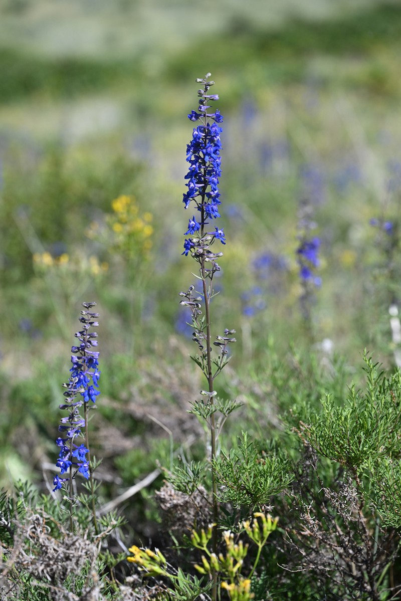 Spiked Larkspur photo 2