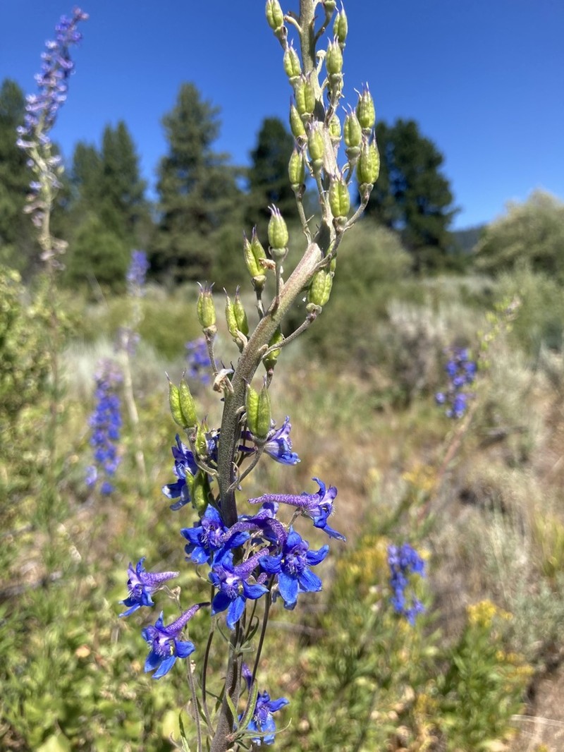 Spiked Larkspur photo 3