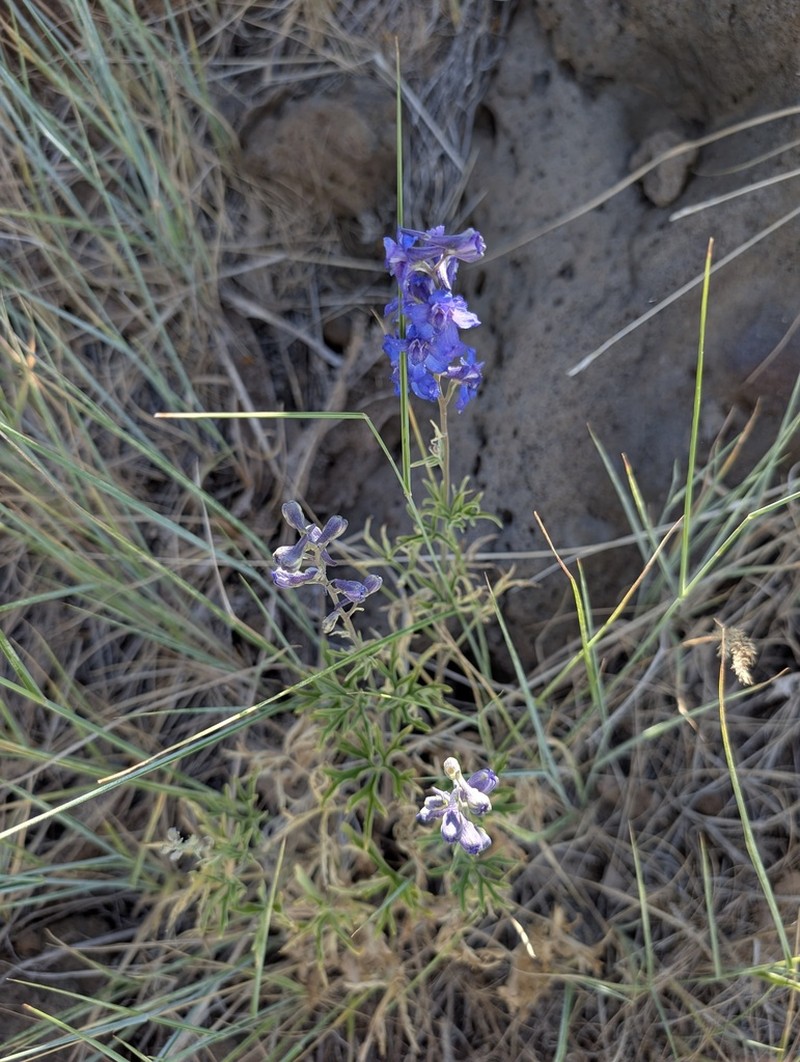 Spiked Larkspur photo 5
