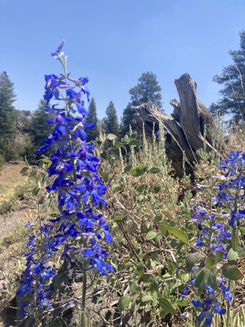 Spiked Larkspur photo 6