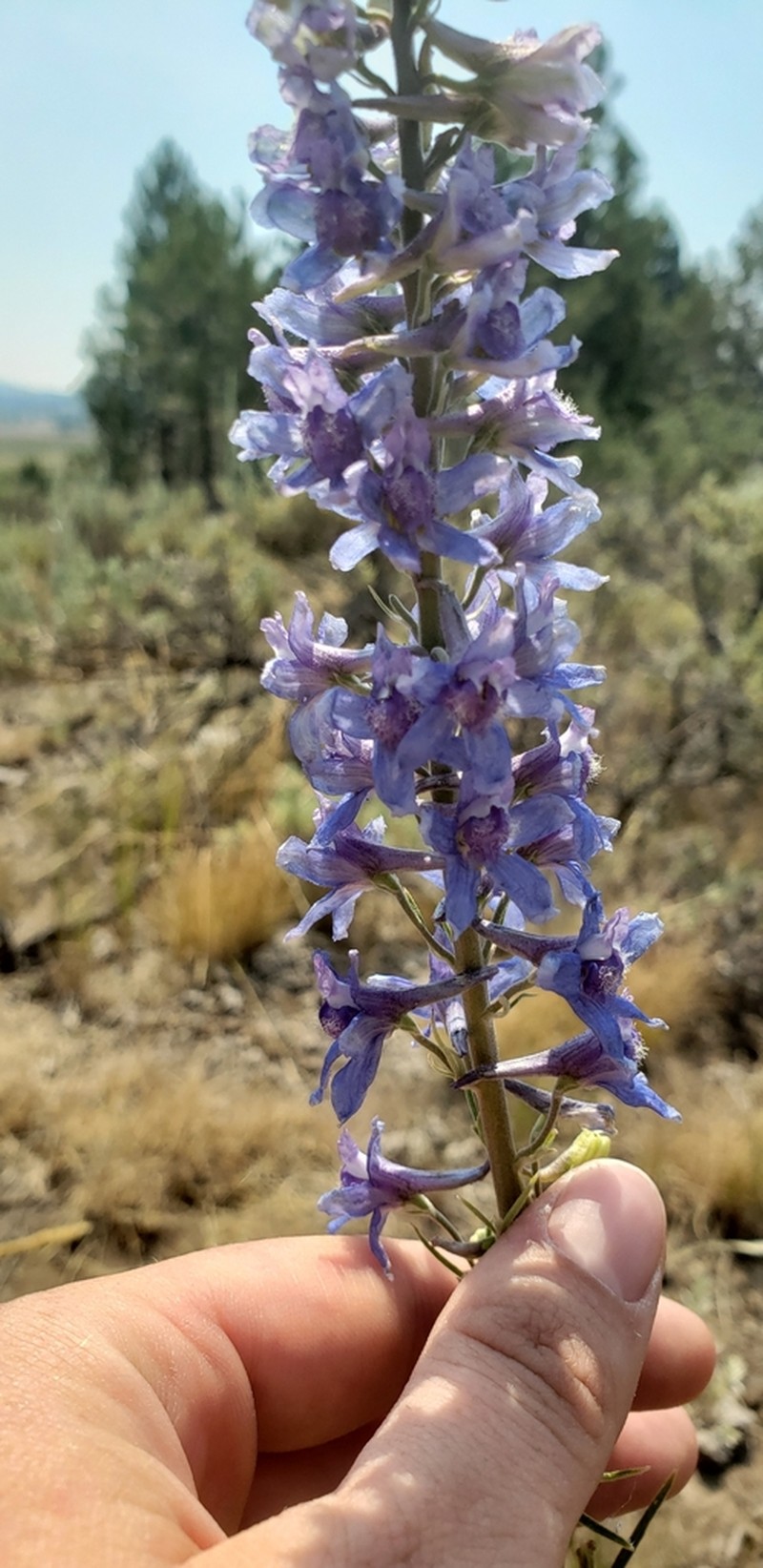 Spiked Larkspur photo 7