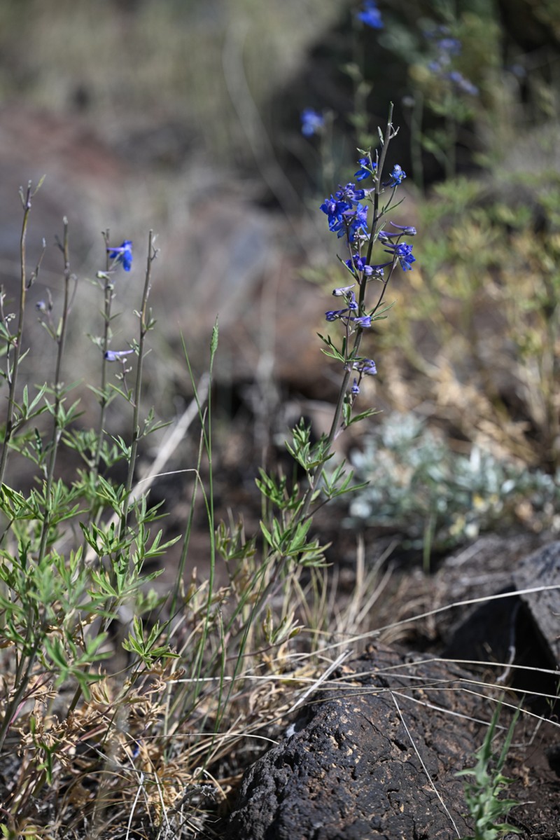 Spiked Larkspur photo 8
