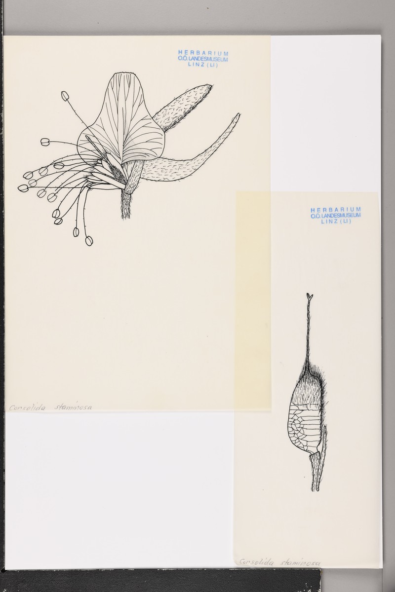 Delphinium staminosum