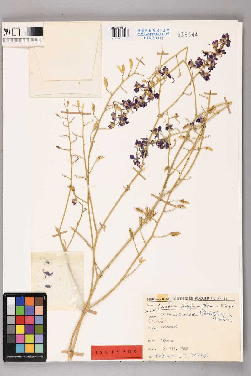 Delphinium stapfianum