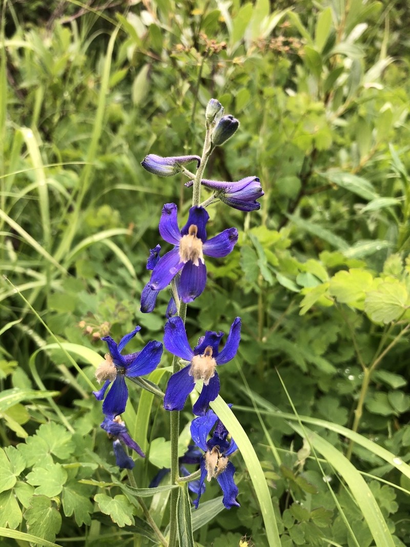 Sutherland's Larkspur