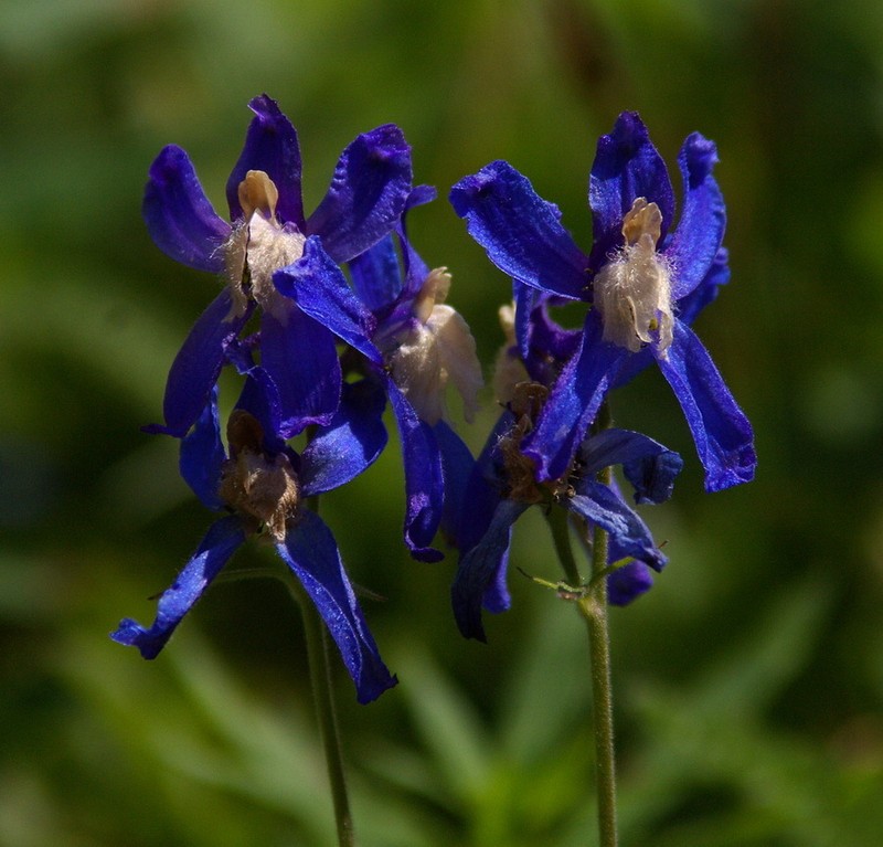 Sutherland's Larkspur photo 2