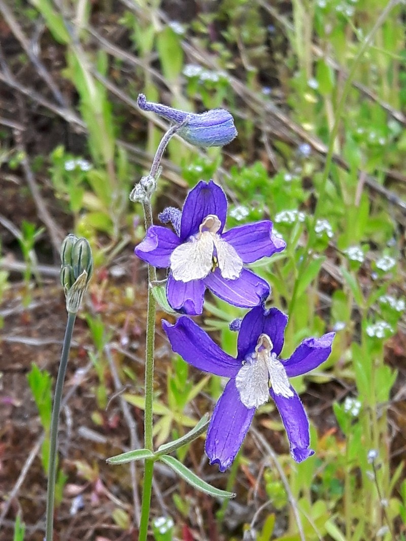 Sutherland's Larkspur photo 3