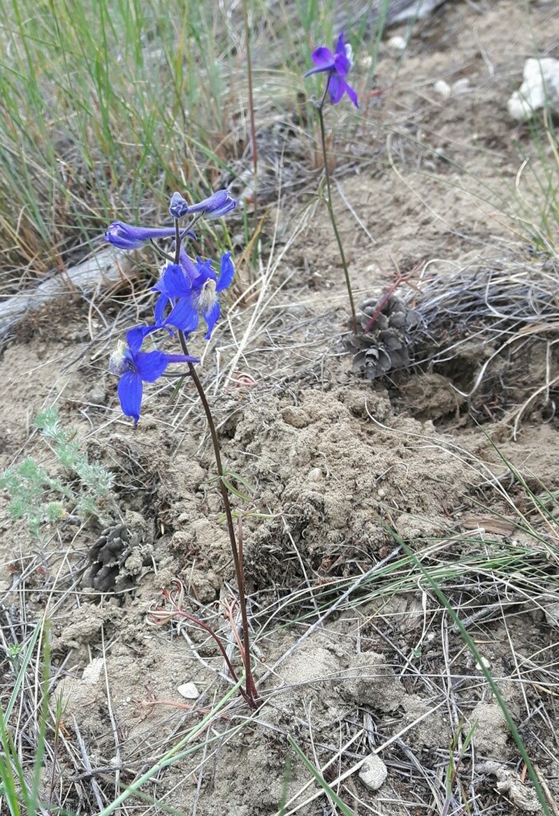 Sutherland's Larkspur photo 4