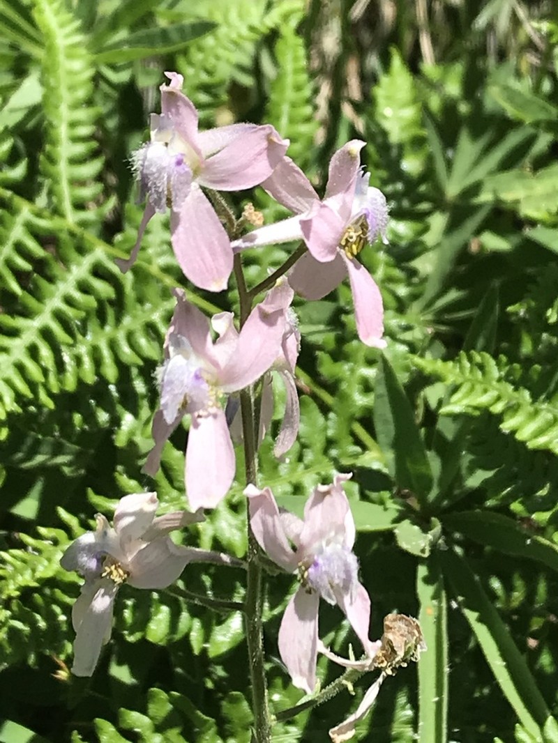Sutherland's Larkspur photo 5